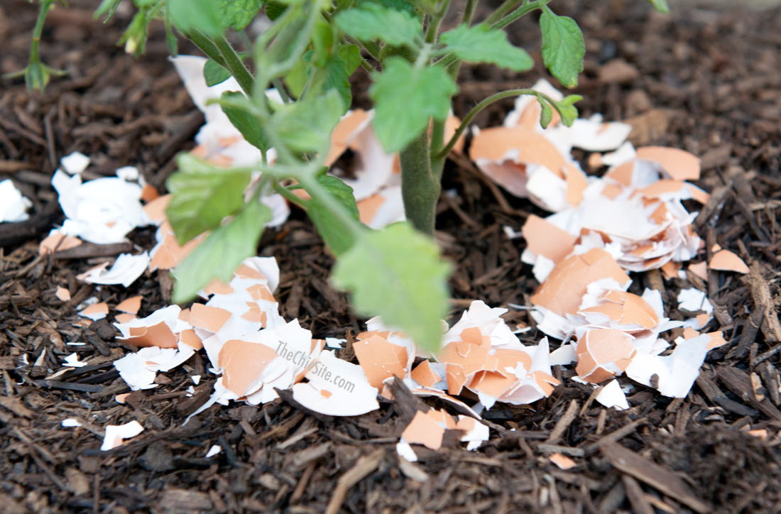 use Eggshells to repel slugs and other pests from your garden